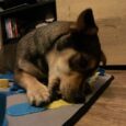 Килимок Smell for Dog Cat Розвиваюча іграшка для собак (для різноманітних ласощів) 50×70 PURLOV