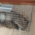 Оцинкована Живоловка 50х17х20 см Zielonalapka, пастка на куниць, ласок, щурів та котів – Вироблено в Польщі