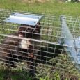 Оцинкована Живоловка 50х17х20 см Zielonalapka, пастка на куниць, ласок, щурів та котів – Вироблено в Польщі