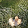 Оцинкована Живоловка 50х17х20 см Zielonalapka, пастка на куниць, ласок, щурів та котів – Вироблено в Польщі