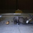 Оцинкована Живоловка 102х20х27 см Zielonalapka, пастка на куниць, ласок, щурів та котів 2 дверей – Вироблено в Польщі