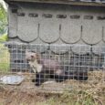Оцинкована Живоловка 82х26х26 см Zielonalapka, пастка на куниць, ласок, щурів та котів 1 вхід – Вироблено в Польщі