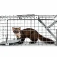 Живоловка 50×17×20 см – пастка на куниць, ласок, щурів і котів, оцинкована сталь
